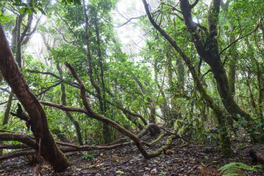 yağmur ormanı Tenerife