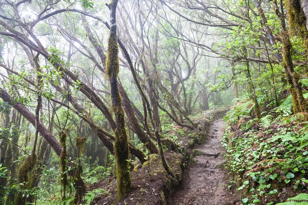 Дождевой лес на Тенерифе — стоковое фото