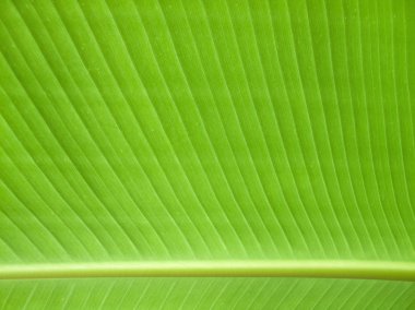 arka plan doku doğa