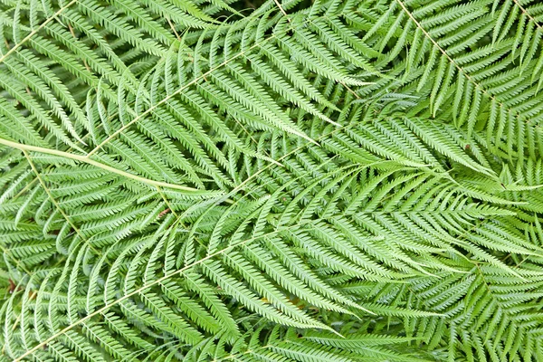 Natur-bakgrundsstruktur — Stockfoto