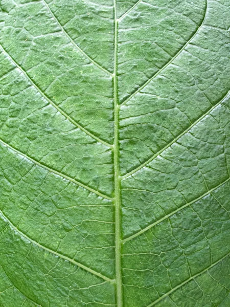 Naturaleza Antecedentes-textura — Foto de Stock