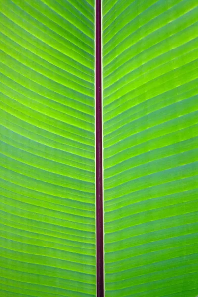 Naturaleza Antecedentes-textura — Foto de Stock