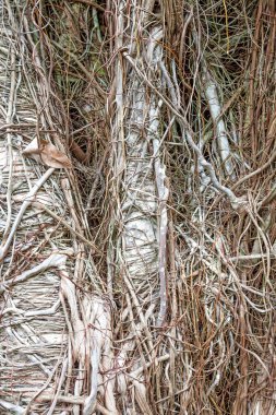 Ağaç kabuğu dokusu