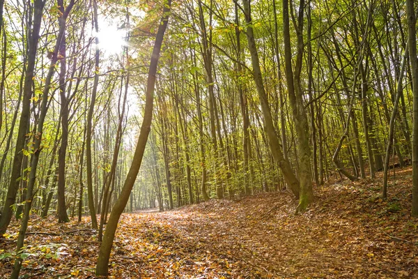 Skog — Stockfoto