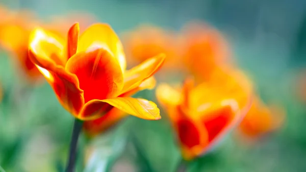 Tulipani — Foto Stock