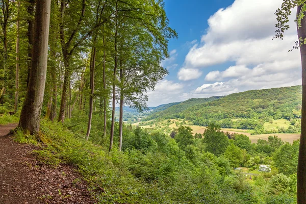 Forest — Stock Photo, Image