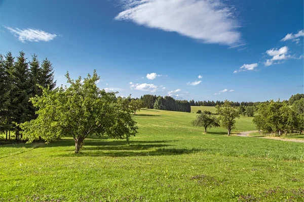 Natura — Foto Stock