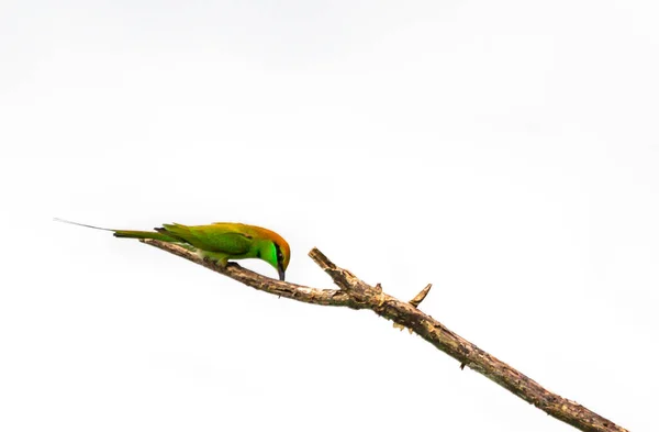 Little Green Bee Eater Eating Bee Branch Tree Isolated White — Stock Photo, Image