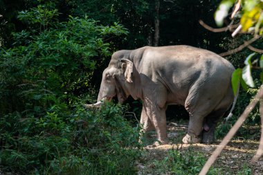 Bir filin çiftleşme mevsiminde, hayvanın tekdüze olması için, Asya fili, Tayland ulusal parkı fili...