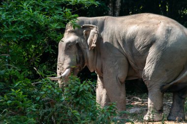 Bir filin çiftleşme mevsiminde, hayvanın tekdüze olması için, Asya fili, Tayland ulusal parkı fili...