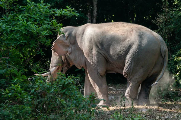 An elephant to be in must during the rutting season when the animal becomes dangerous, to be in the rut, Asian elephant , Thailand national park elephant