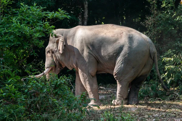 Elefante Para Estar Mosto Durante Temporada Rutting Quando Animal Torna — Fotografia de Stock
