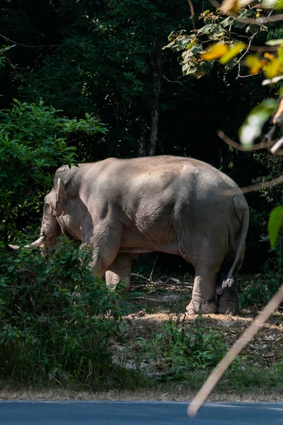 An elephant to be in must during the rutting season when the animal becomes dangerous, to be in the rut, Asian elephant , Thailand national park elephant