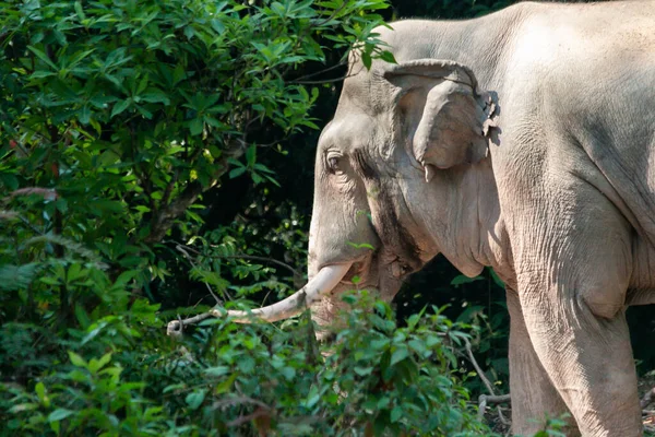 Een Olifant Zijn Most Tijdens Het Bronstseizoen Wanneer Het Dier Stockafbeelding