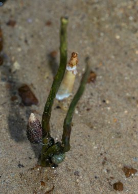 Birçok münzevi yengeç sabah Tayland 'ın Koh Mak kentindeki mangrov ormanında yiyecek arıyor..
