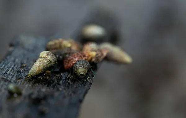 Nombreux Crabes Ermites Sont Recherche Nourriture Matin Sur Bois Dans — Photo