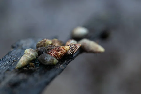 Nombreux Crabes Ermites Sont Recherche Nourriture Matin Sur Bois Dans — Photo