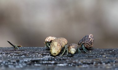 Birçok münzevi yengeç sabah Tayland 'ın Koh Mak kentindeki mangrov ormanında yiyecek arıyor..