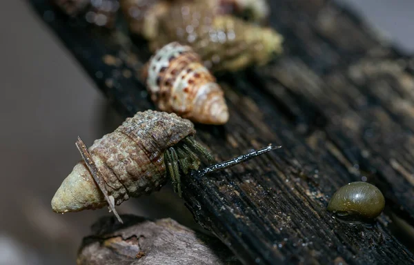 Nombreux Crabes Ermites Sont Recherche Nourriture Matin Sur Bois Dans — Photo