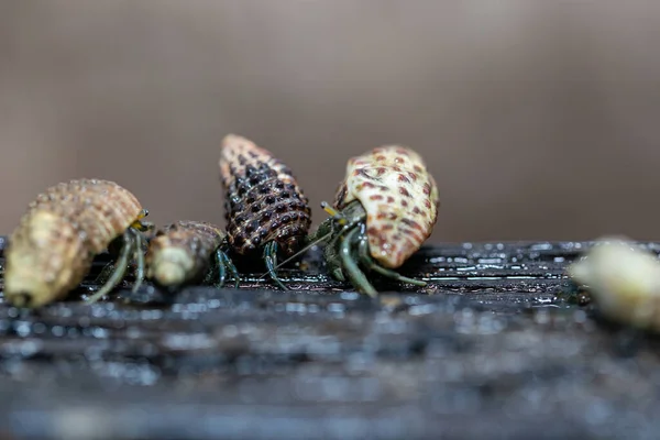 Nombreux Crabes Ermites Sont Recherche Nourriture Matin Sur Bois Dans — Photo