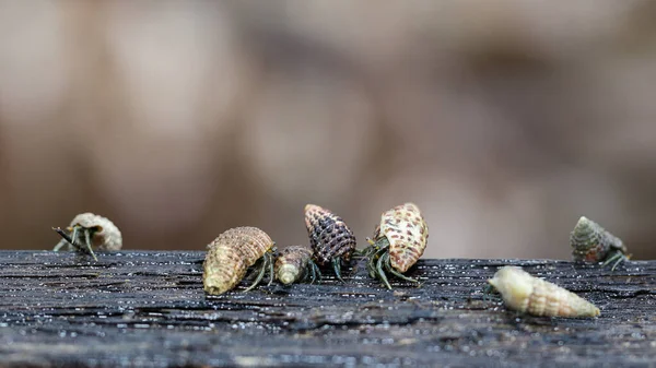 Nombreux Crabes Ermites Sont Recherche Nourriture Matin Sur Bois Dans — Photo