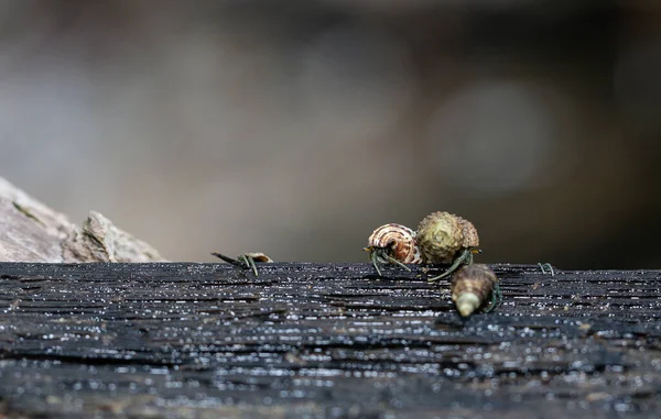 Nombreux Crabes Ermites Sont Recherche Nourriture Matin Sur Bois Dans — Photo