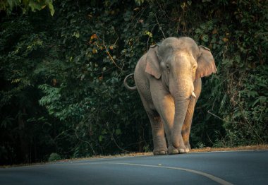 Tayland 'daki Khao Yai Ulusal Parkı' ndaki orman yolunda gün ışığında yürüyen ve dinlenen bir fil. Ulusal Park Fotoğrafçılığında Tayland Vahşi Hayatı