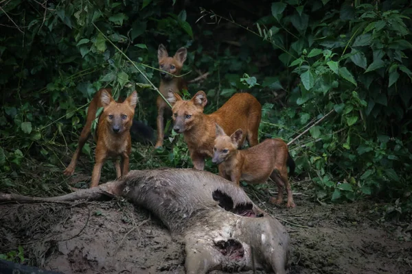Asian wild dogs and family eating deer after hunted beside Lamtakong canal in the Khao Yai national park Thailand. The wildlife in the forest of Thailand.