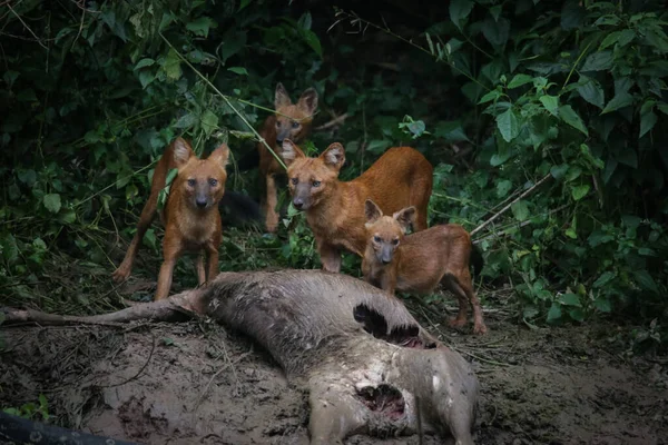 Asian wild dogs and family eating deer after hunted beside Lamtakong canal in the Khao Yai national park Thailand. The wildlife in the forest of Thailand.