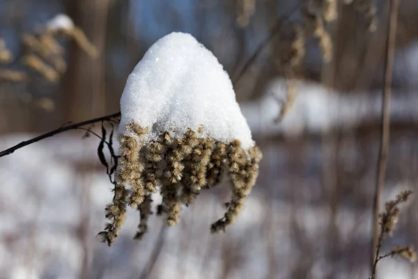 Snö i parken ljusa soliga glad vinterdag. Det finns skuggor av träd på snön. Makrofotografi, snö på en gren. — Stockfoto