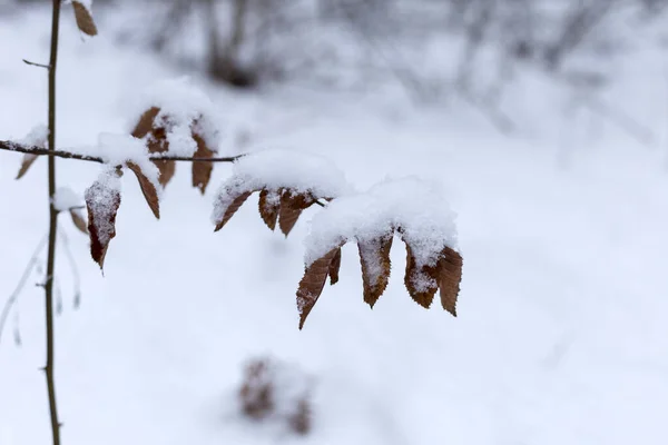 Hojas de un pequeño árbol bajo la nieve. Frío invierno nevado. Macro foto. — Foto de Stock