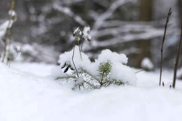 En liten julgran kikar fram under snön. Kall snöig vinter. Makrofotografi. — Stockfoto