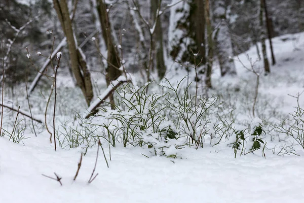 Ljus genom grenarna i vinterskogen. Snö på vägen. Kall vinter. Täcka. Fryst yta. — Stockfoto