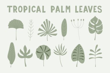 Poster, tropik palmiye ağaçlarının narin yeşil yapraklarını yerleştirdi. Vektör el çizimi illüstrasyon. Çocuk dokusu, bebek kıyafetleri, kumaş, ambalaj, tekstil, duvar kağıdı, giyim, tasarım, iç mimari için yaratıcı bir daire.