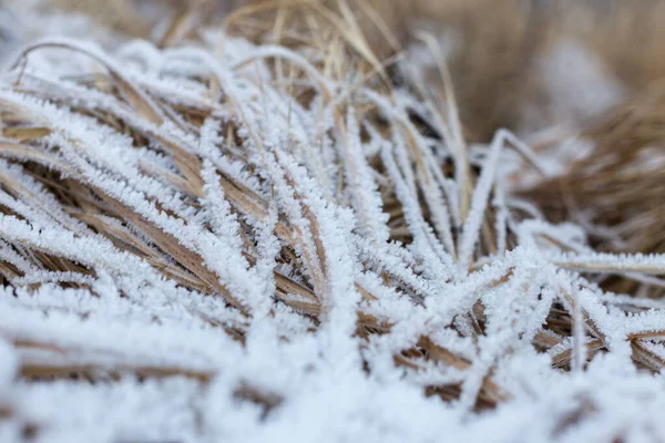 Ett frostigt gräs kikar fram under snön. Kall snöig vinter. Makrofotografi. — Stockfoto