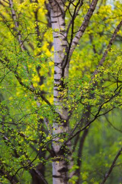 Mavi bahar gökyüzü ve akçaağaç ağacı meşesi yaprakları 