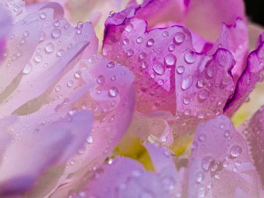 Pembe arka planda gül yapraklarından yapılmış arkaplan dokusu. Düz yerde, üst tarafta. Sevgililer Günü geçmişi. Şakayık yaprakları ve su damlaları