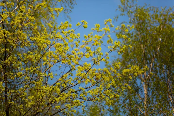 Cielo Azul Primavera Hojas Roble Abedul Arce — Foto de Stock