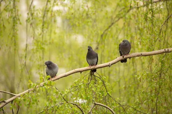 Pegeons Siting Tree Blue Sky — стоковое фото