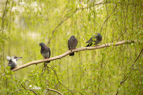 Pegeons Siting Tree Blue Sky — стоковое фото