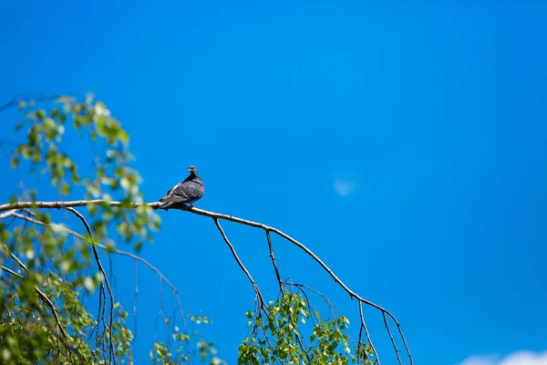 Pegeony Siedzące Drzewie Błękitnym Niebie — Zdjęcie stockowe