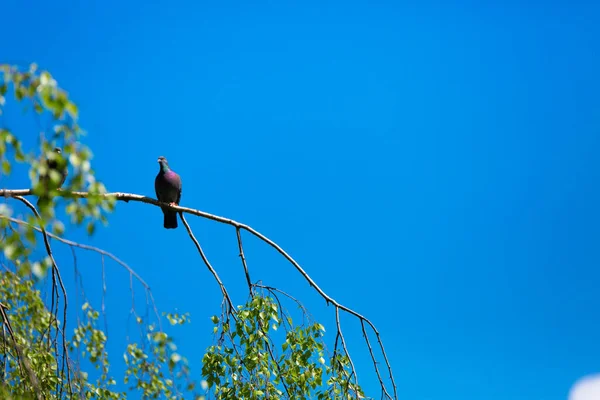 Pegeons Siting Tree Blue Sky — стоковое фото