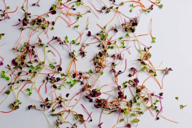 Beyaz arka planda farklı türde mikro yeşillikler. Sağlıklı beslenme kavramı olan taze bahçe, doğadan gelen vitaminlerin ve sağlığın sembolü olarak organik olarak gelişir. Mikroyeşillikler yakın plan. Yığınla 