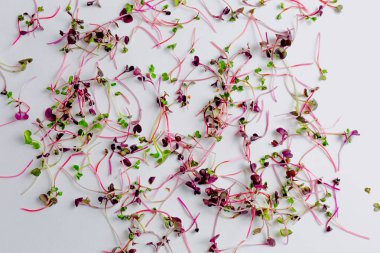 Beyaz arka planda farklı türde mikro yeşillikler. Sağlıklı beslenme kavramı olan taze bahçe, doğadan gelen vitaminlerin ve sağlığın sembolü olarak organik olarak gelişir. Mikroyeşillikler yakın plan. Yığınla 