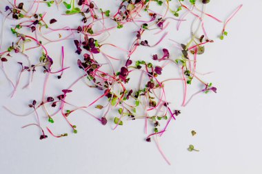 Beyaz arka planda farklı türde mikro yeşillikler. Sağlıklı beslenme kavramı olan taze bahçe, doğadan gelen vitaminlerin ve sağlığın sembolü olarak organik olarak gelişir. Mikroyeşillikler yakın plan. Yığınla 