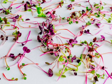Beyaz arka planda farklı türde mikro yeşillikler. Sağlıklı beslenme kavramı olan taze bahçe, doğadan gelen vitaminlerin ve sağlığın sembolü olarak organik olarak gelişir. Mikroyeşillikler yakın plan. Yığınla 