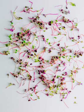 Beyaz arka planda farklı türde mikro yeşillikler. Sağlıklı beslenme kavramı olan taze bahçe, doğadan gelen vitaminlerin ve sağlığın sembolü olarak organik olarak gelişir. Mikroyeşillikler yakın plan. Yığınla 