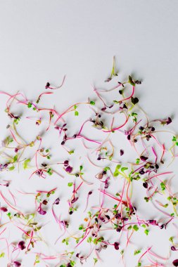 Beyaz arka planda farklı türde mikro yeşillikler. Sağlıklı beslenme kavramı olan taze bahçe, doğadan gelen vitaminlerin ve sağlığın sembolü olarak organik olarak gelişir. Mikroyeşillikler yakın plan. Yığınla 