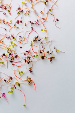 Beyaz arka planda farklı türde mikro yeşillikler. Sağlıklı beslenme kavramı olan taze bahçe, doğadan gelen vitaminlerin ve sağlığın sembolü olarak organik olarak gelişir. Mikroyeşillikler yakın plan. Yığınla 