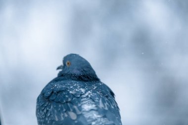 Güvercinler ve güvercinler karda oturuyor.